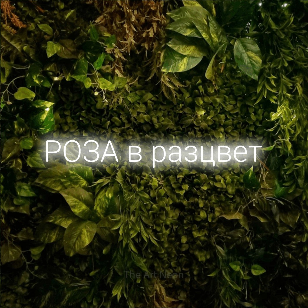LED neon sign reading “РОЗА в разцвет”, arranged in a single line.